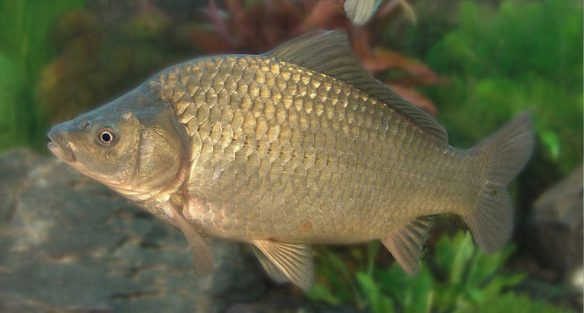 异源四倍体鲫鲤品系