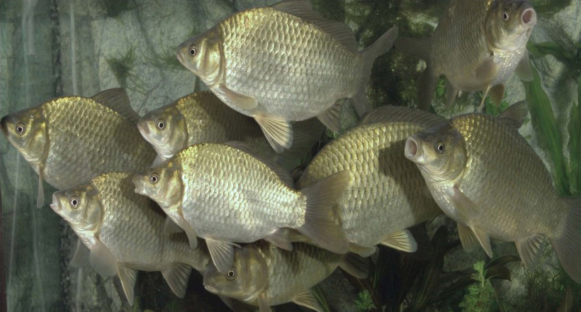 同源四倍体鱼品系