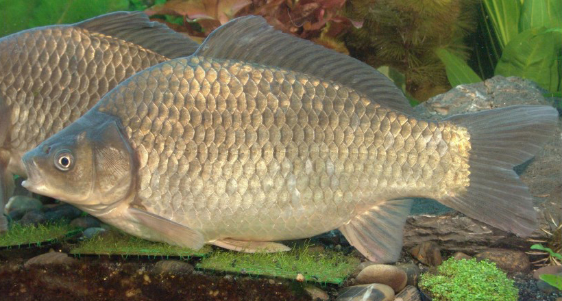 三倍体湘云鲫2号