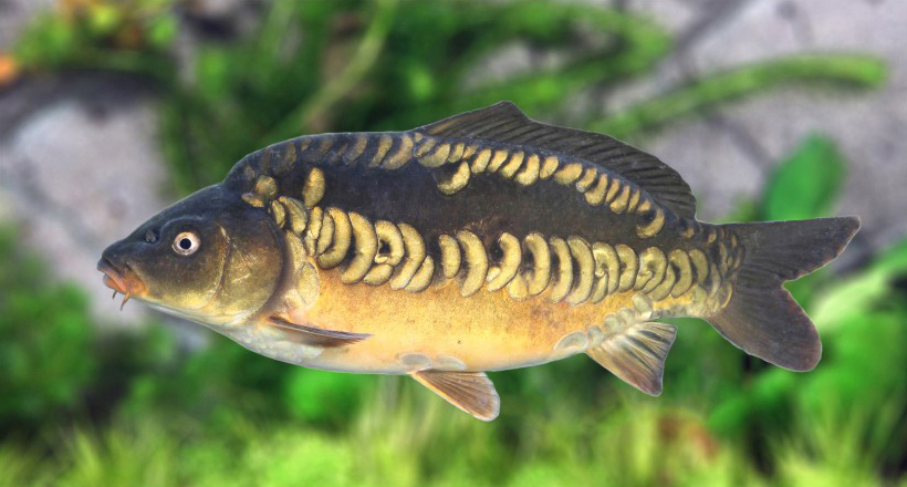 同源二倍体湘军镜鲤品系